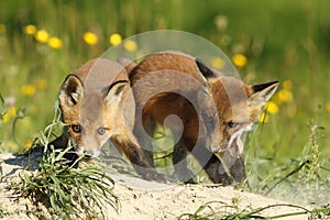 Two fox brothers playing in front of the den