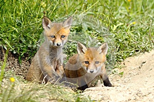 Two fox cubs at the entrance of the den