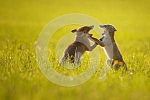 Two fox cubs playing in summer sunset