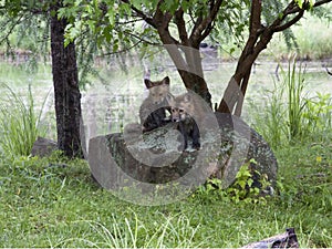 Two Fox Kits on a Rock