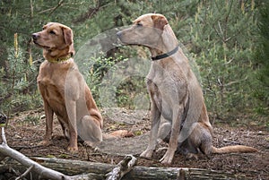 Two Fox Red Labradors sitting in the forest one with a Yellow nervous collar indicator
