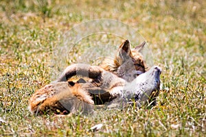 Two foxes playing in the grass