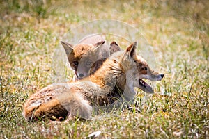 Two foxes playing in the grass