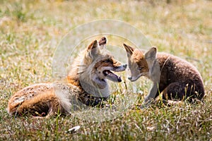 Two foxes playing in the grass