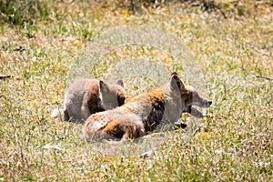 Two foxes playing in the grass