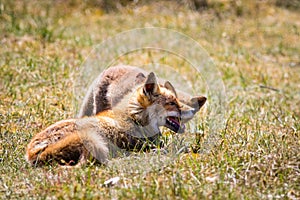 Two foxes playing in the grass