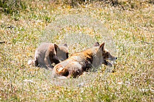 Two foxes playing in the grass