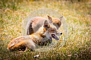 Two foxes playing in the grass