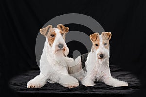 Two foxterrier dogs lying on black background