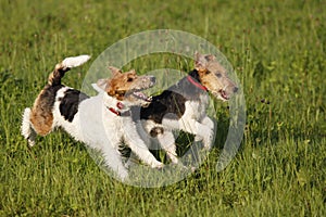 Two Foxterrier running in the meadow