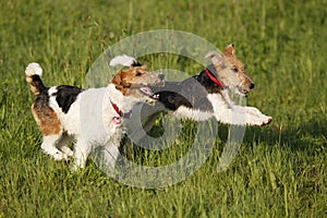 Two Foxterrier running in the meadow