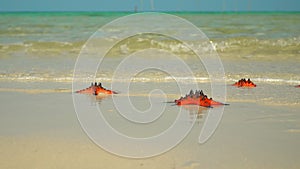 Two frames in video. Tropical white sand with red starfish in clear water. Starfish on phu quoc Island. The woman in a