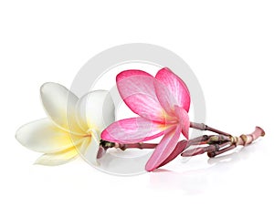 Two frangipani flowers