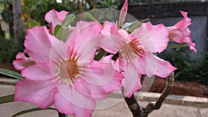 two frangipani flowers that bloomed simultaneously this morning