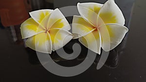 Two frangipani flowers which yellow and white coluor