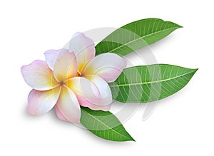 Two Frangipani (Plumeria) flowers