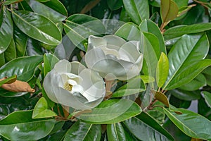 Two Fraser Magnolia Tree Flowers