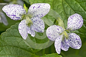 Two freckled violet (viola sororia) flowers