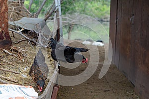 Two free range black chicken
