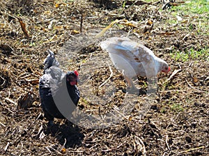 Two free range chickens in the courtyard