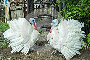 Two free range male turkesys. Strutting wild turkeys. Turkeys strutting and displaying their feathers