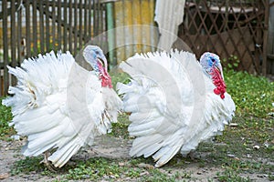 Two free range male turkesys. Strutting wild turkeys. Turkeys strutting and displaying their feathers