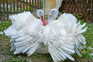 Two free range male turkesys. Strutting wild turkeys. Turkeys strutting and displaying their feathers