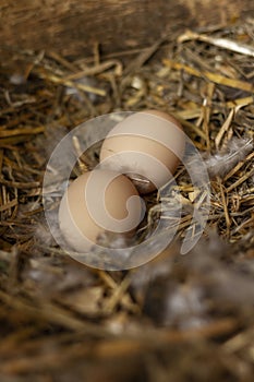 Two freerange chicken eggs in a nest with feathers