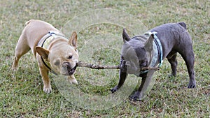 Two French Bulldog Buddies Fighting over A Wooden Stick