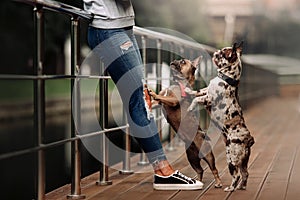 Two french bulldog dogs begging owner outdoors