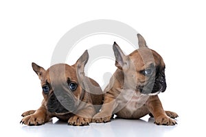 Two french bulldog dogs each minding their own business
