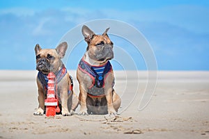 Two French Bulldog dogs on holidas sitting on beach in front of clear blue sky