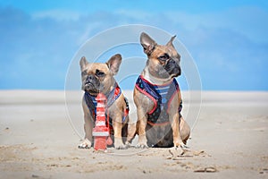 Two French Bulldog dogs on holidas sitting on beach in front of clear blue sky wearing matching maritime sailor harness