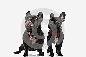 Two french bulldog dogs licking mouth and wearing a bowtie