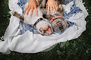 Two french bulldog dogs lying upside down outdoors