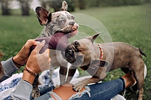 Two french bulldog dogs playing with a plush toy and owner outdoors