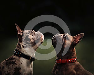 Two french bulldog dogs posing outdoors together