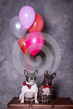 Two french bulldog posing with red tie and colored balloons photo