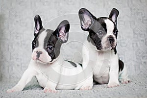 Two french bulldog puppies - twins