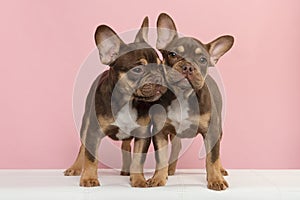 Two french bulldog puppy dogs standing on a white sofa on a pink background