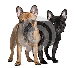 Two French Bulldogs, 1 year old and 6 Months old