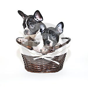 Two French Bulldogs Looking Guilty
