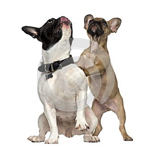 Two French Bulldogs standing and looking up