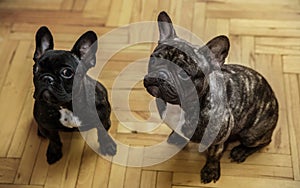 Two French Bulldogs waiting for treats