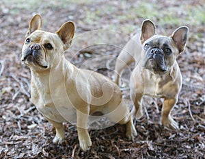 Two Frenchie buddies anxiously anticipating for dog treat