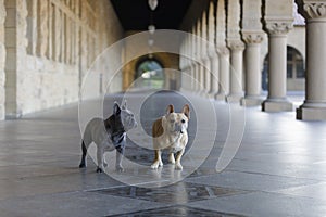 Two Frenchie buddies standing inside a cloister