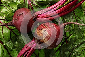Beets
