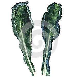 Two fresh black kale leaves isolated, watercolor illustration