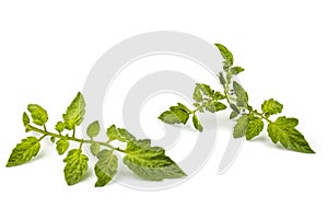 Two fresh branches of tomato isolated on a white background.