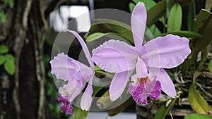 Two fresh cattleya flower. Pink and  violet orchid tree hanging in garden